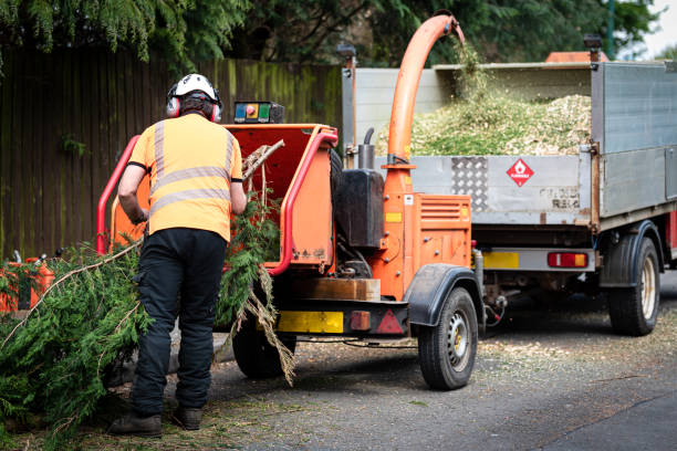 Best Stump Grinding and Removal  in Largo, MD